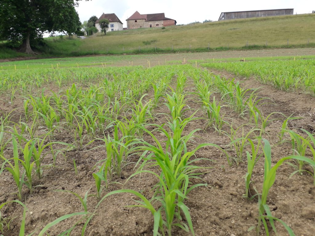 Semer Du Sorgho à Pâturer Cet été Innovin